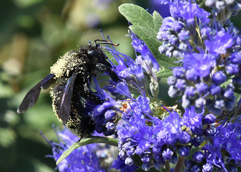 Xylocopa violacea mâle